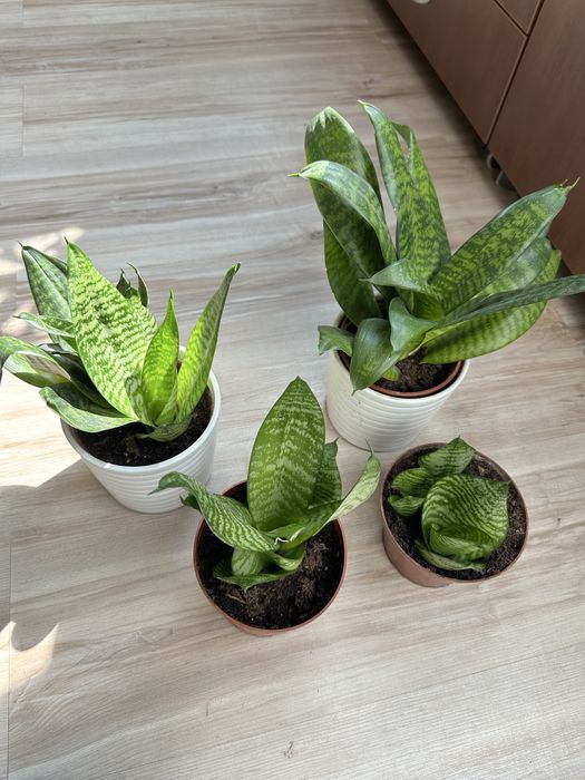 Kwiaty domowe Difenbachia, reo meksykańska, Sansewieria, Maranta