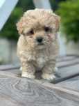 Maltipoo - suczka ;)