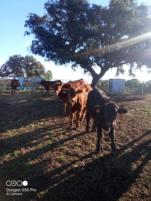 Vitelos cruzados limousine com angus