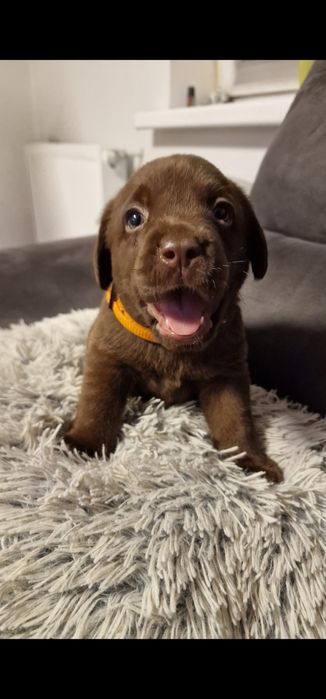 Labrador retriever szczeniaki z rodowodem