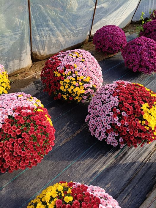 Chryzantemy drobnokwiatowe