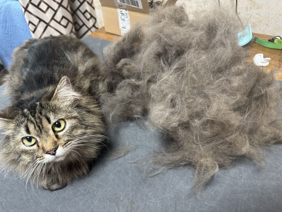 Стрижка собак Стрижка котів Ультразвукова чистка Послуги грумера