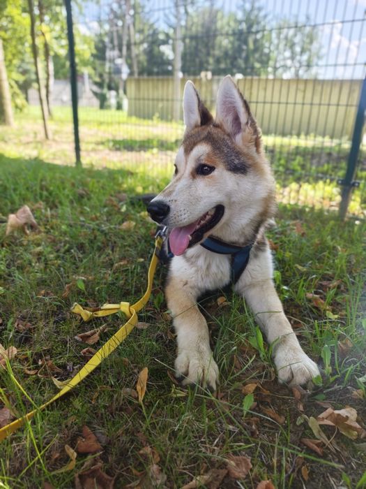 Super pozytywny, łagodny i przyjacielski pies -  husky szczeniak
