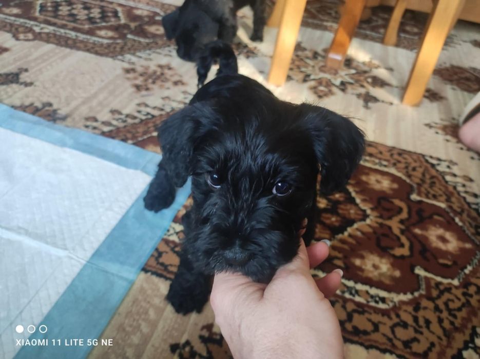 Sznaucer miniaturowy czarny śliczny piesek