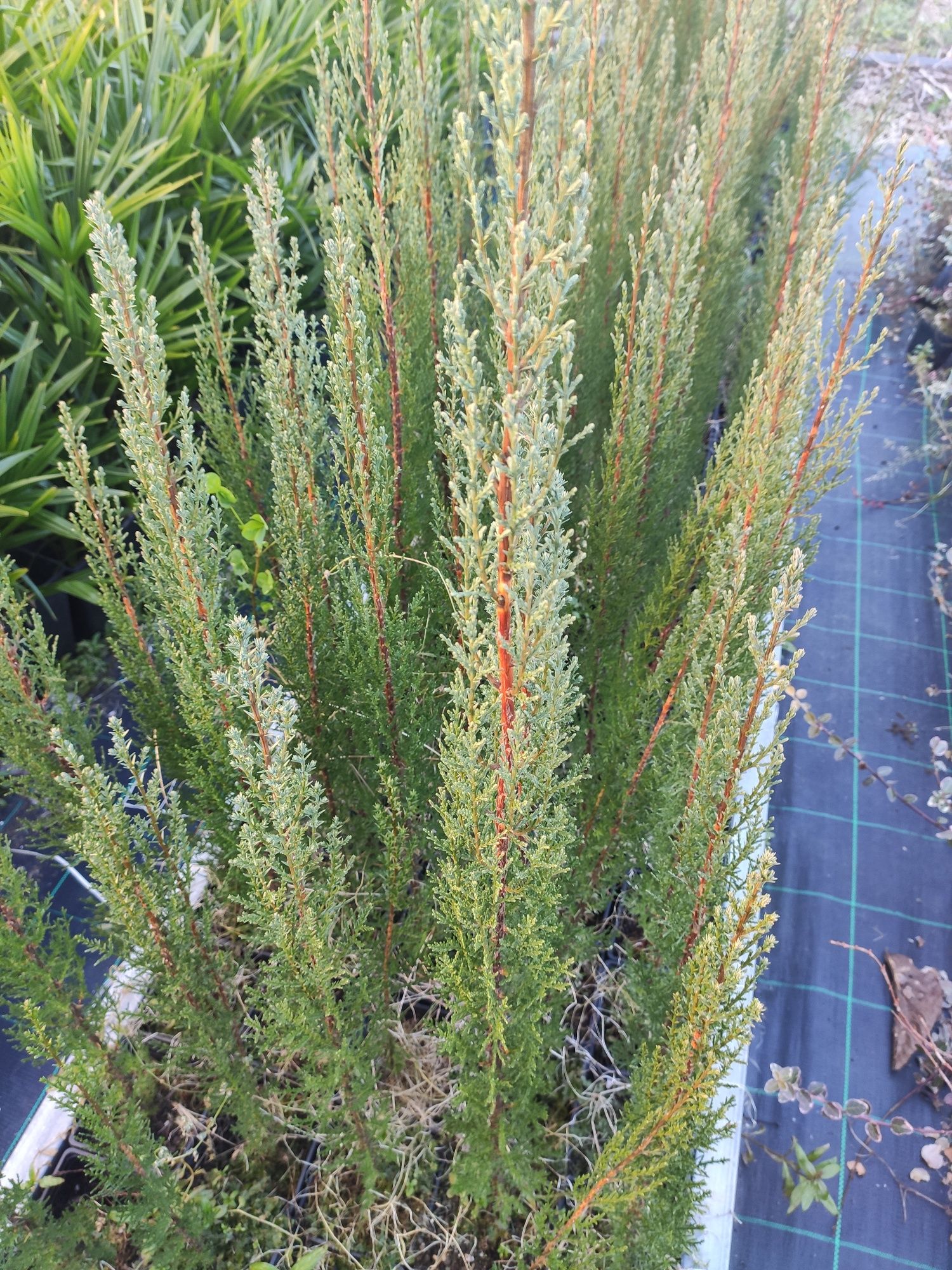 Cupressus Sempervirens Strica