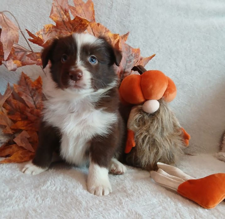 Border collie czekoladowo białe