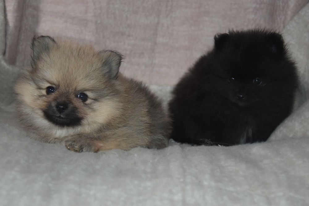 szpic miniaturowy pomeranian