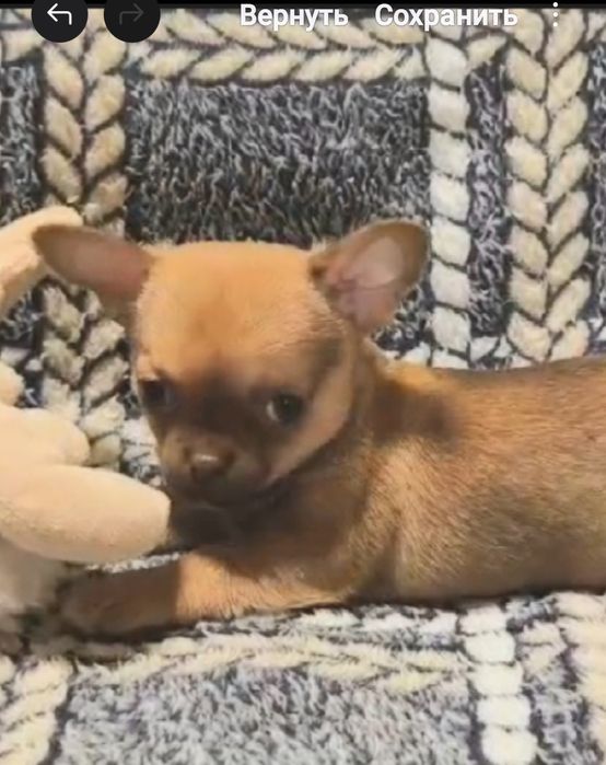 Стандартний риже/шоколадний хлопчик.