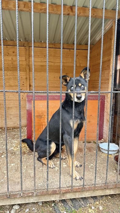 Собачка сліпа шукає люблячу сімʼю