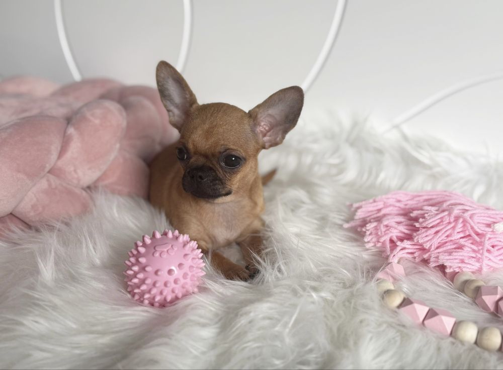 Chihuahua sliczna dziewczynka