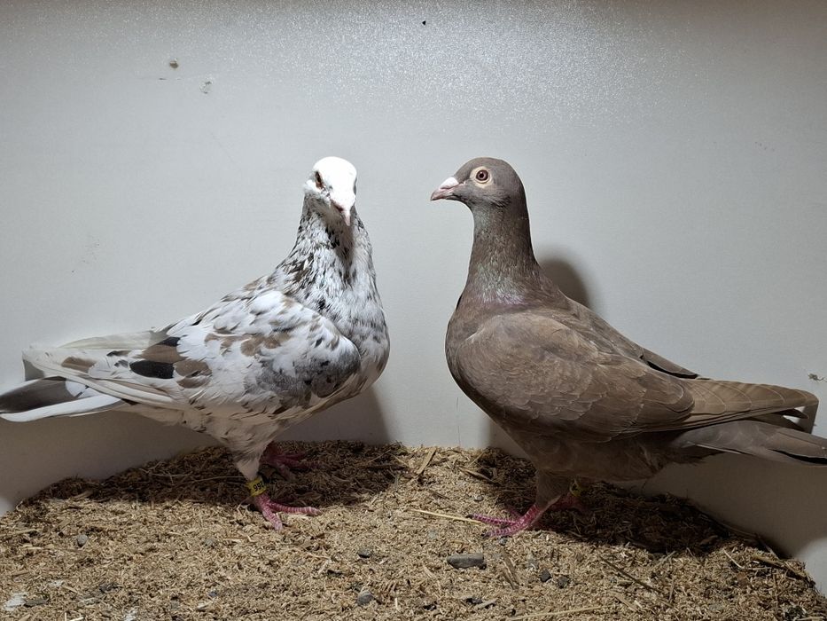 Gołębie pocztowe młode stipper brown almond