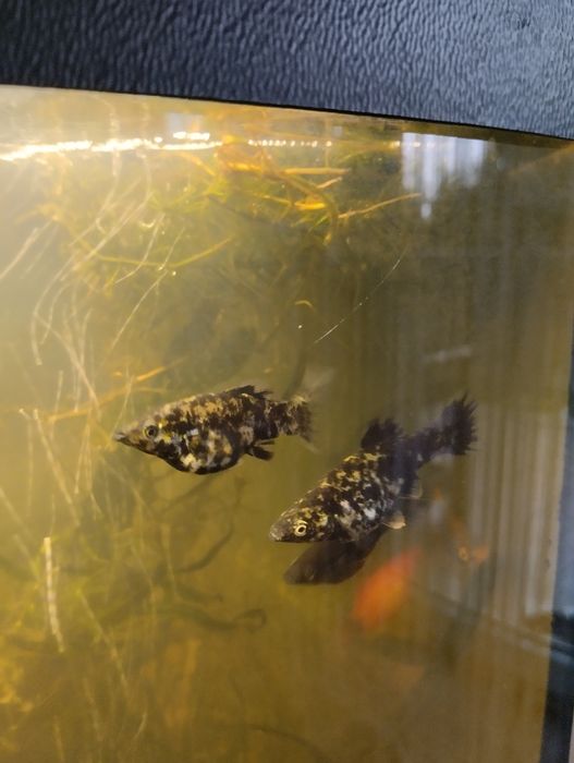 Molinezje sprzedam rybki w bardzo dobrym stanie