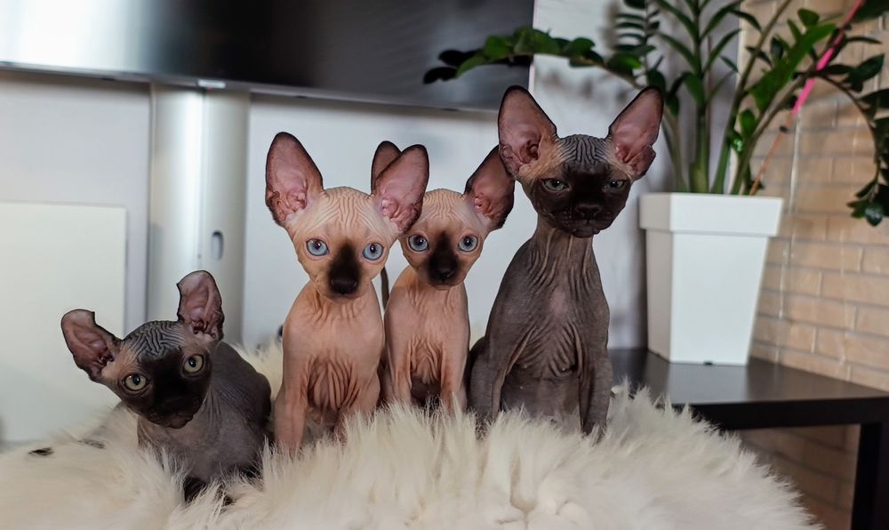 Продам хлопчика канадського сфінкса