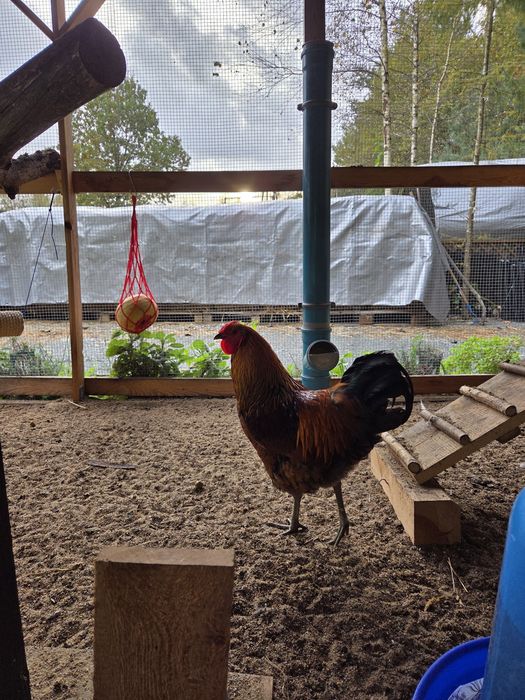 Młody kogut miks tegoroczny