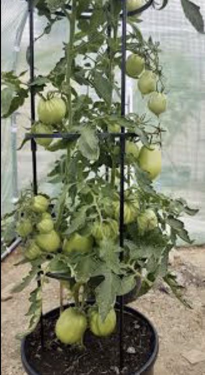 Doniczki produkcyjne na pomidory wysylka