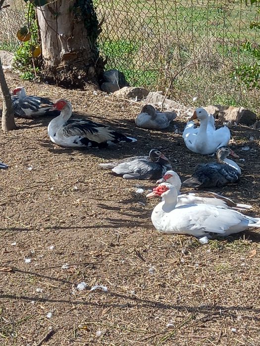 Faisões,  gansos, patos mudos e perus
