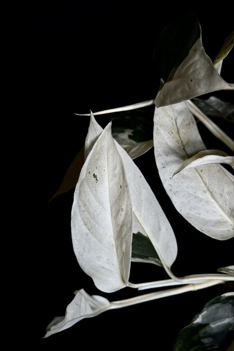 Monstera laniata variegata - kolekcjonerska roślina pnącze, dużo bieli