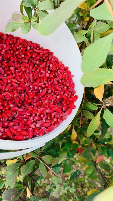 Кілограм Ягоди барбарис домашній цілющий ароматний