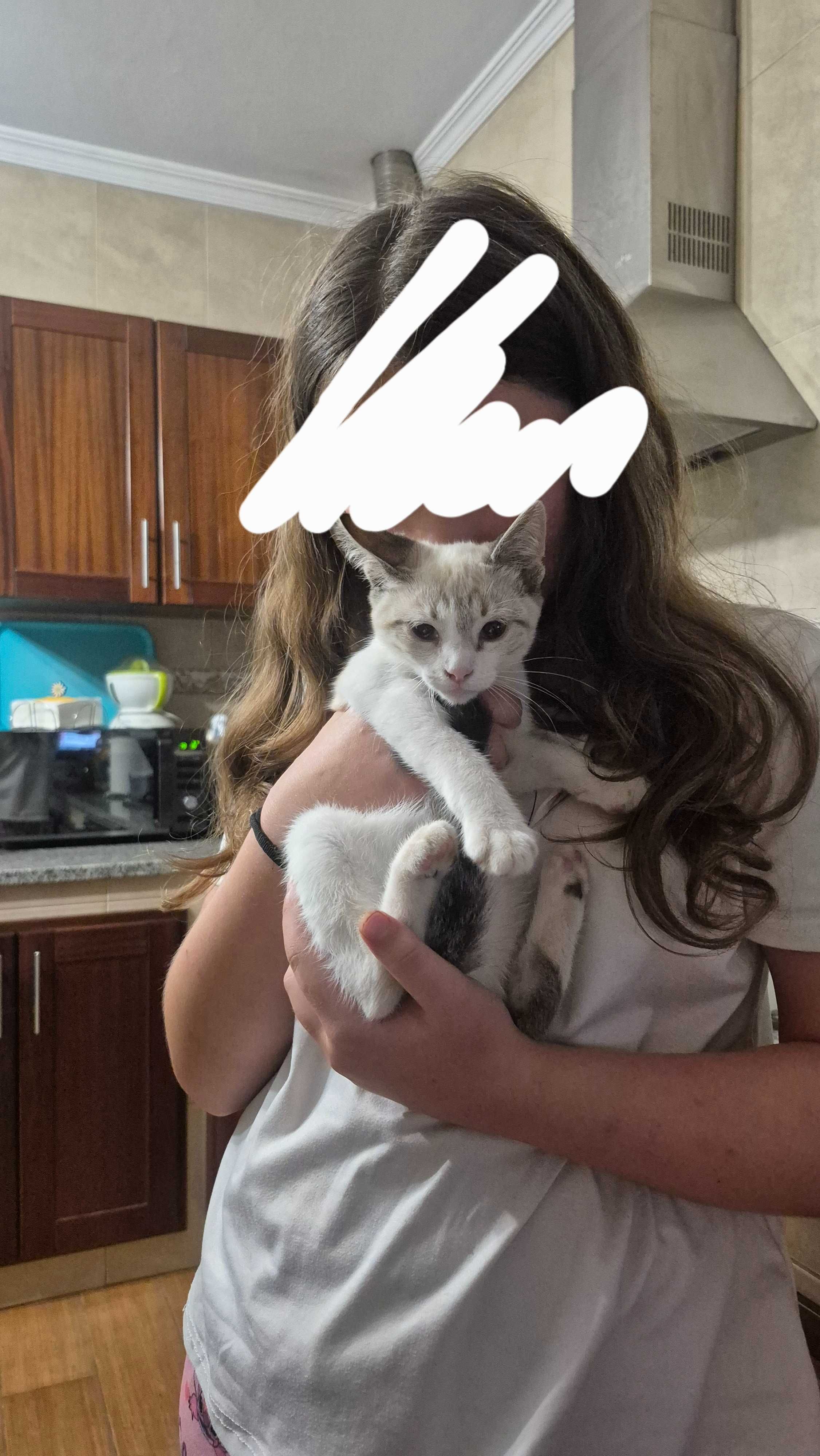 Gatinha para adoção em Aveiro/Águeda