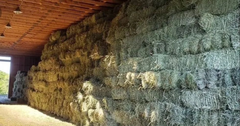 СІНО СОБАКАМ в будку З ДОСТАВКОЙ ОТ 1шт в тюках, сено ячка и др виды