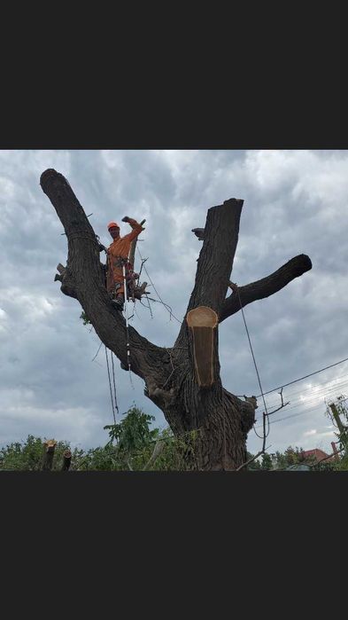 Спил деревьев, обрезка веток