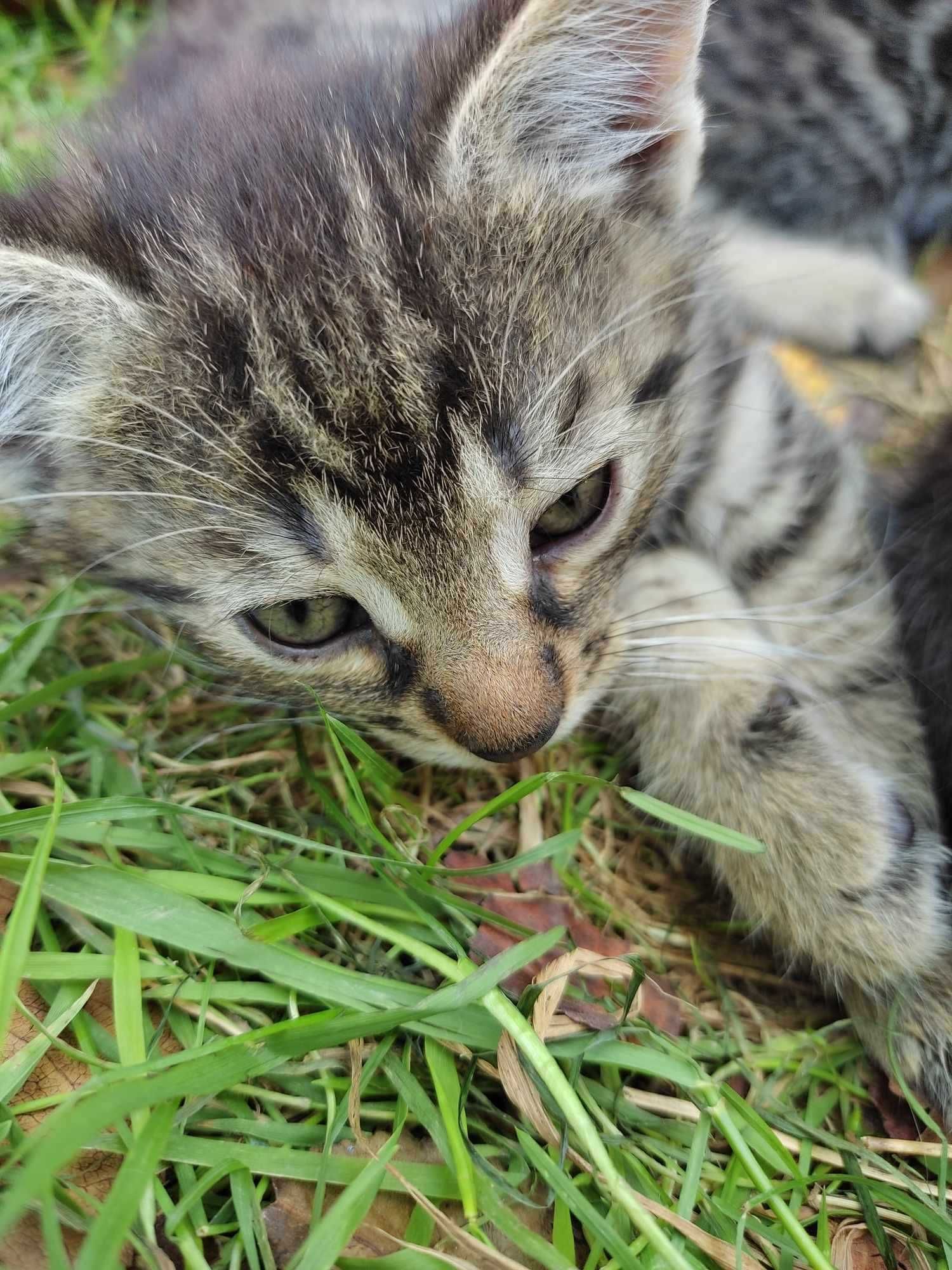 3 bure pręgowane kociaki do przygarnięcia (osobno lub razem)