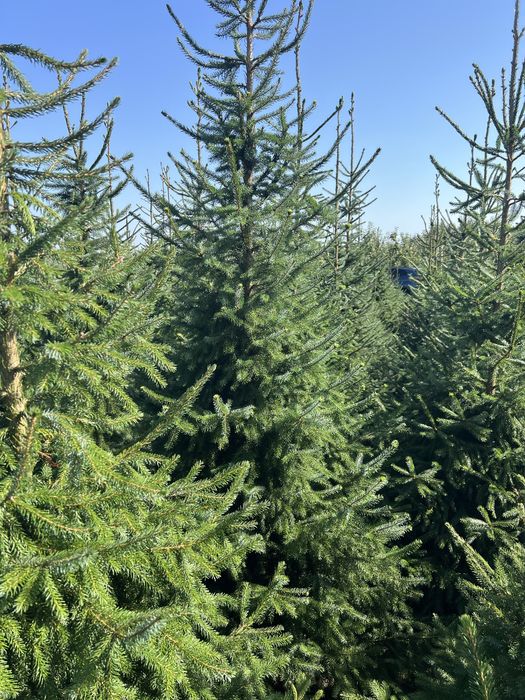 Świerk Serbski z bryłą z plantacji, o wysokości 3-4m Sadzimy Premium