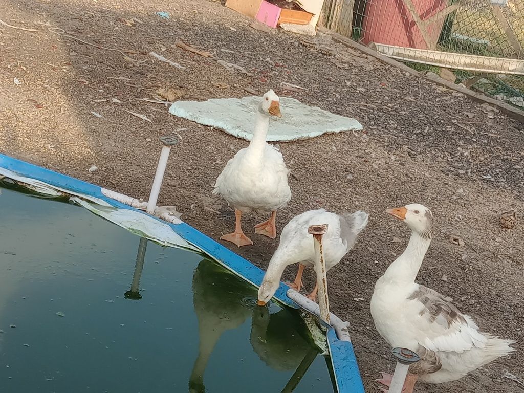 Casal de gansos mais uma cria
