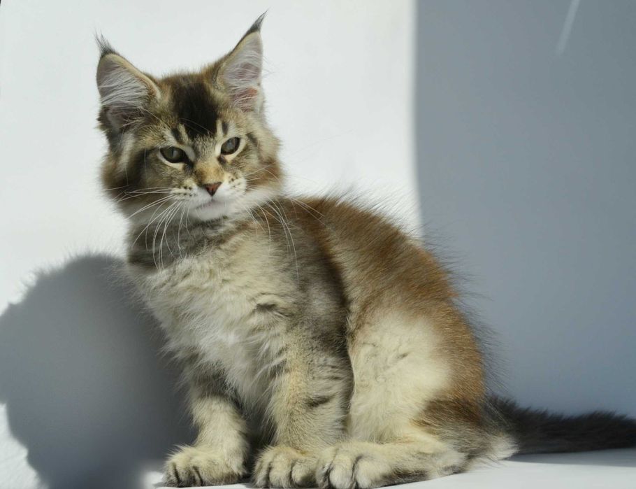 Мальчик мейн кун 3 мес.