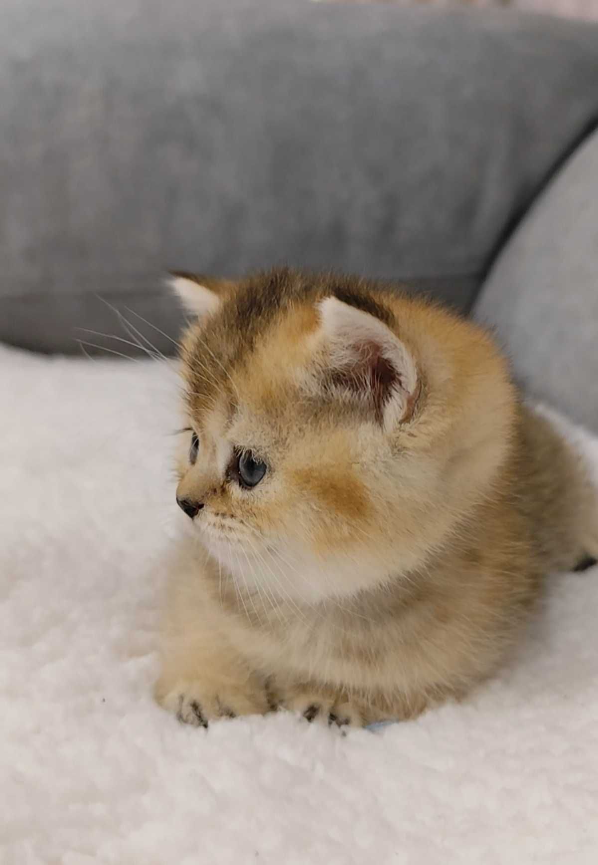 Menina Scottish Straight Golden Shorthair