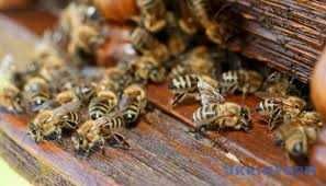 Бджолопакети сотові і безсотові