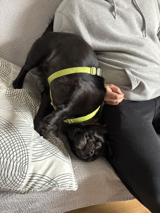 Kacperek poleca się do adopcji!