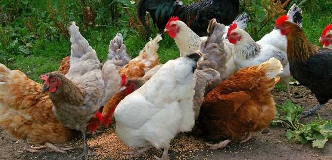 Kury Nioski z wolnego wybiegu ! Rossa Messa Astra Leghorn ! Zapraszam