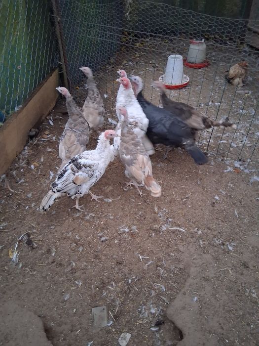 Sprzedam młode indyki I indyczki