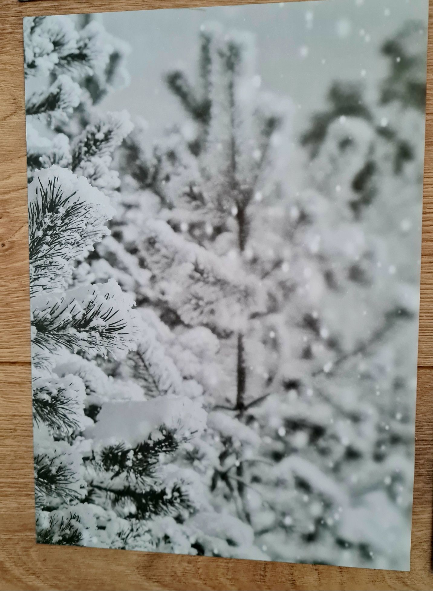 4x plakaty zima święta kwiaty A4 komplet 21x30 cm