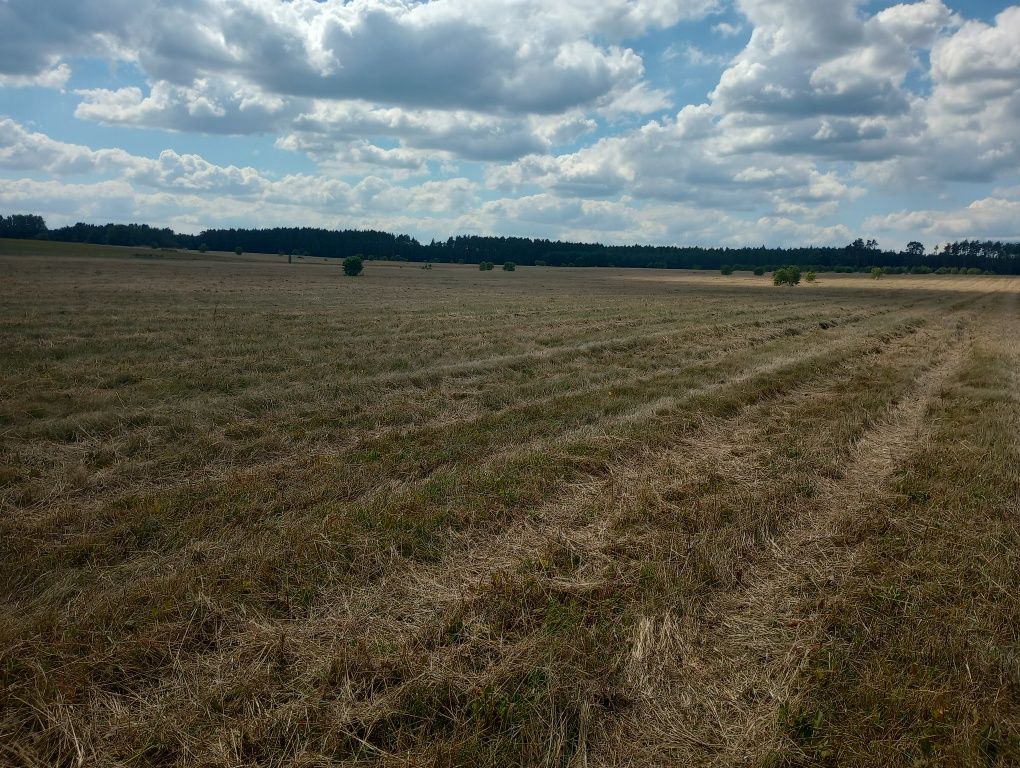 Koszenie mulczowanie łąk nieużytków ugorów działek budowlanych poplonó