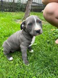 American Staffordshire Terrier