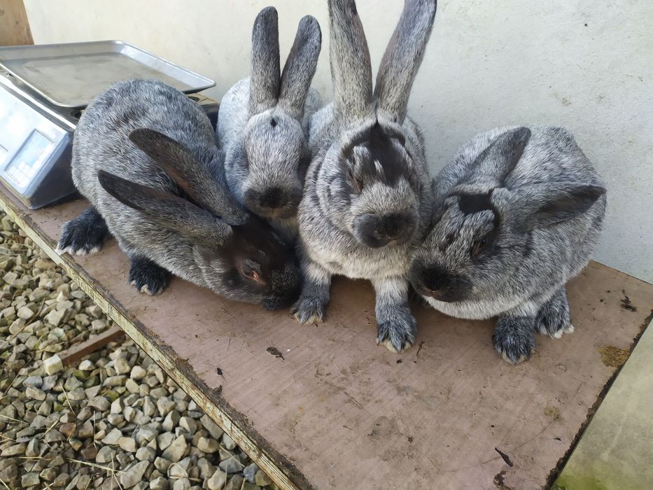 Продаю кролі Полтавське срібло