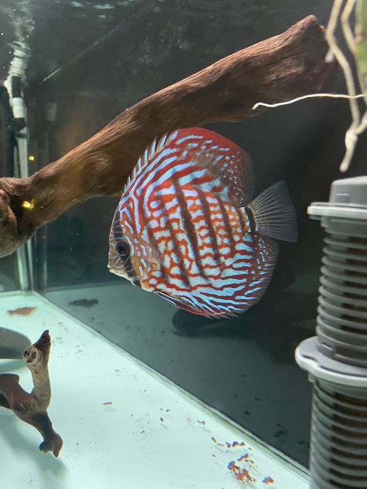 Discus - Diamond Blue e Heckel Cross