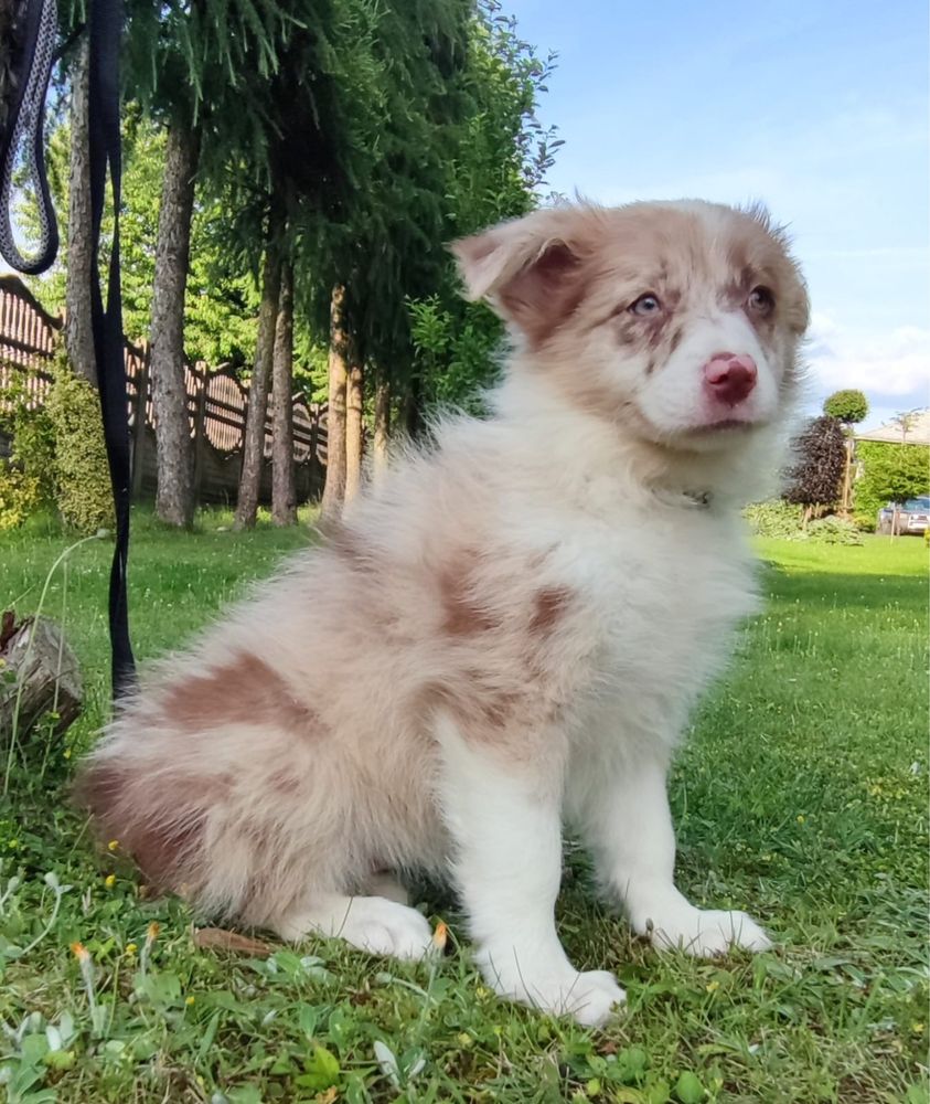 Border Collie suczka numer 2, red merle