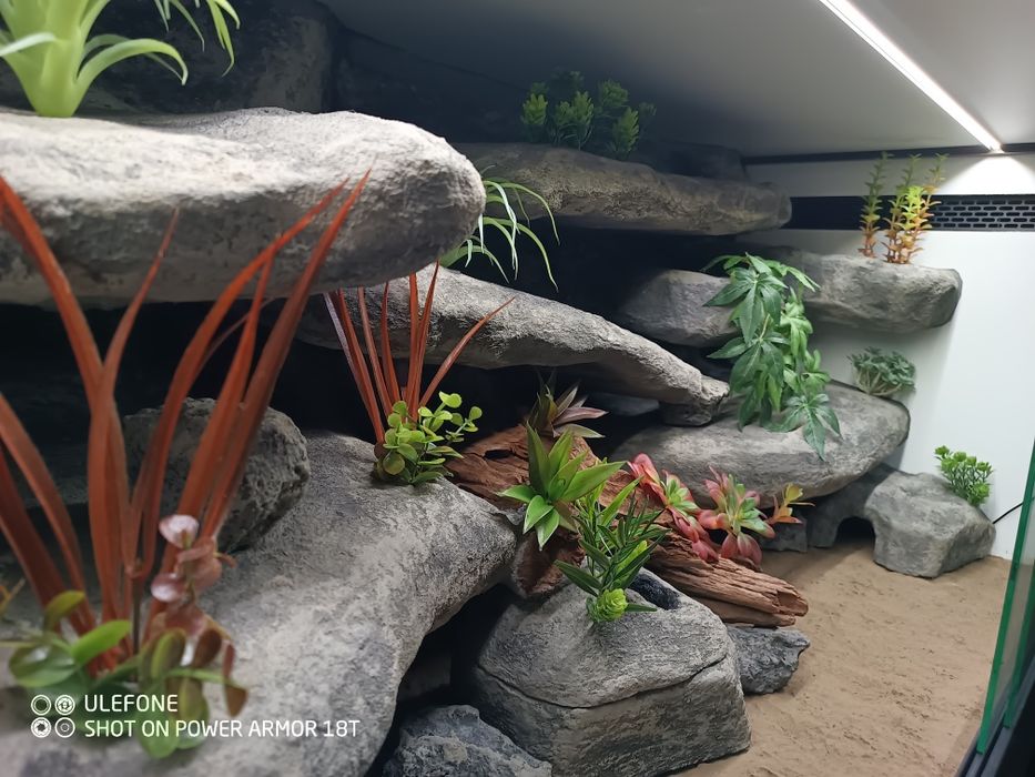 Terrarium 120x60x60 gotowe do zamieszkania