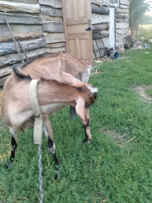 Продам дійну козу