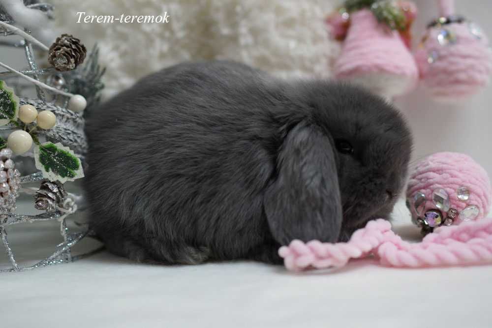 Карлікове кроленя! Mini Lop