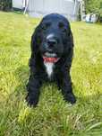 Cocker Spaniel Angielski