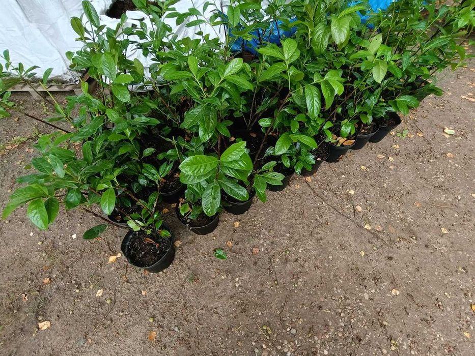Laurowiśnia novita donica 5 l na żywopłot przycięta 70cm - 80 cm