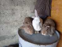 Кролики.  /Самцы и самки