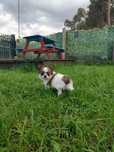 Suczka chihuahua