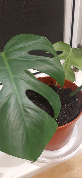 Продам Монстеру деликатесную