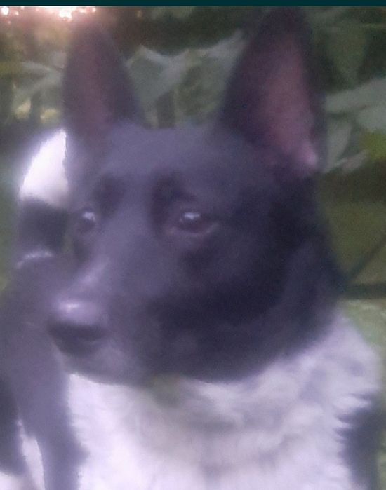 Віддам в добрі руки собачку