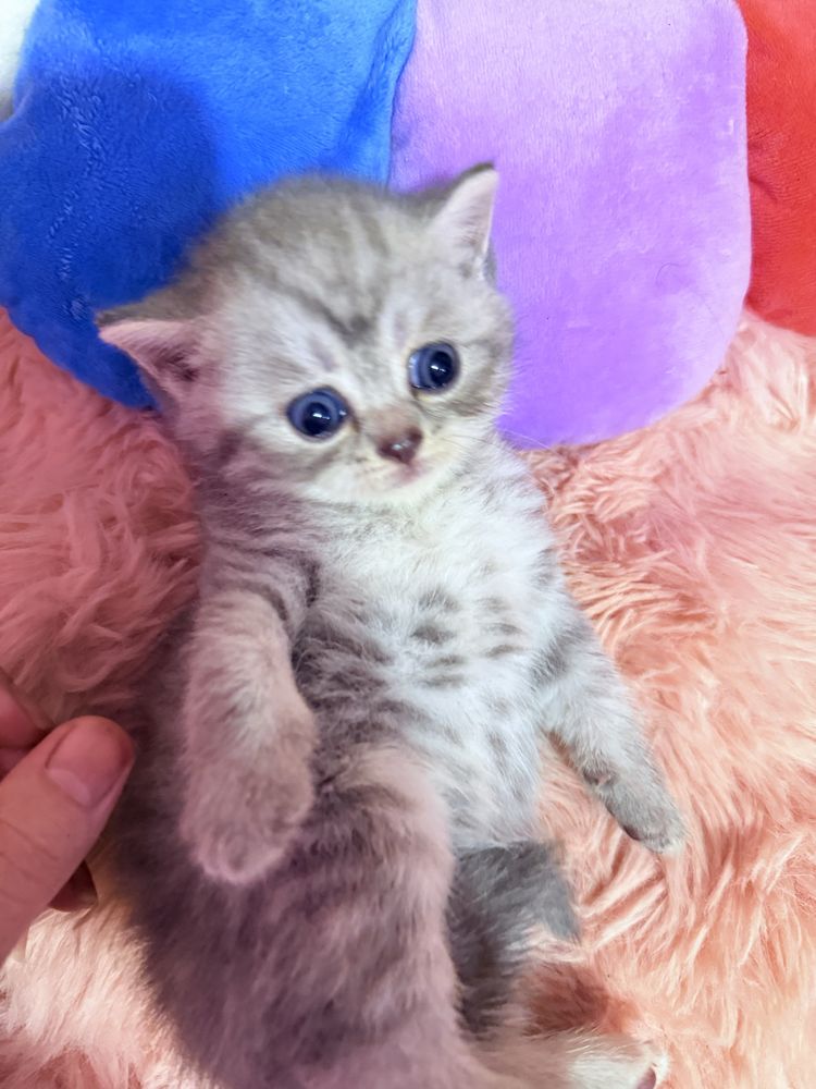 Шотландские котята